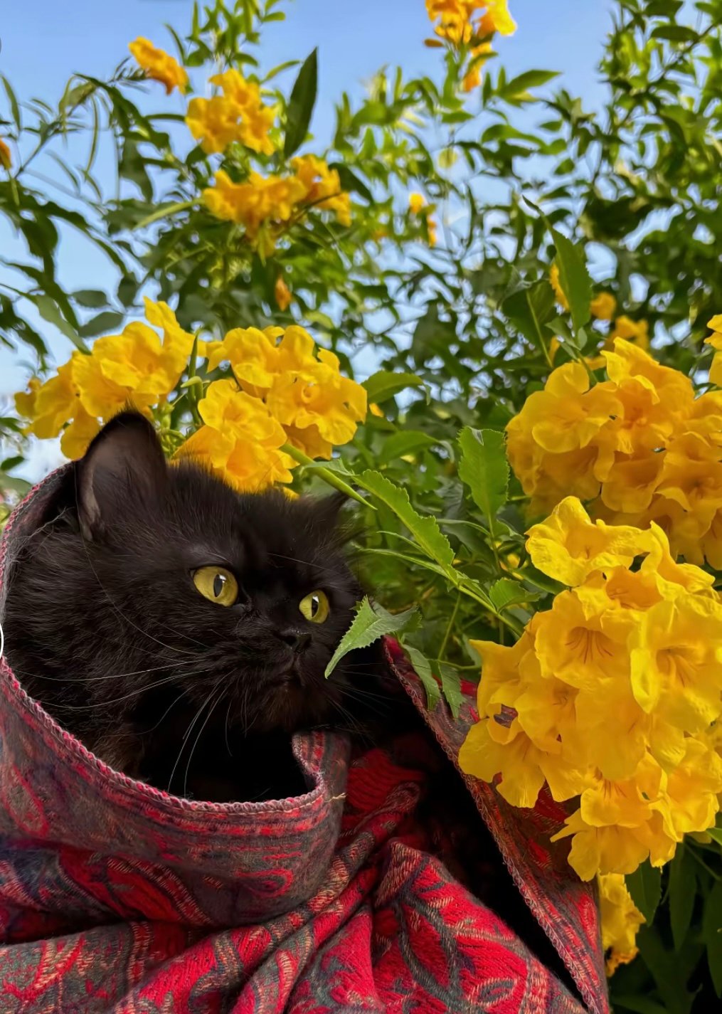 روان الرفاعي