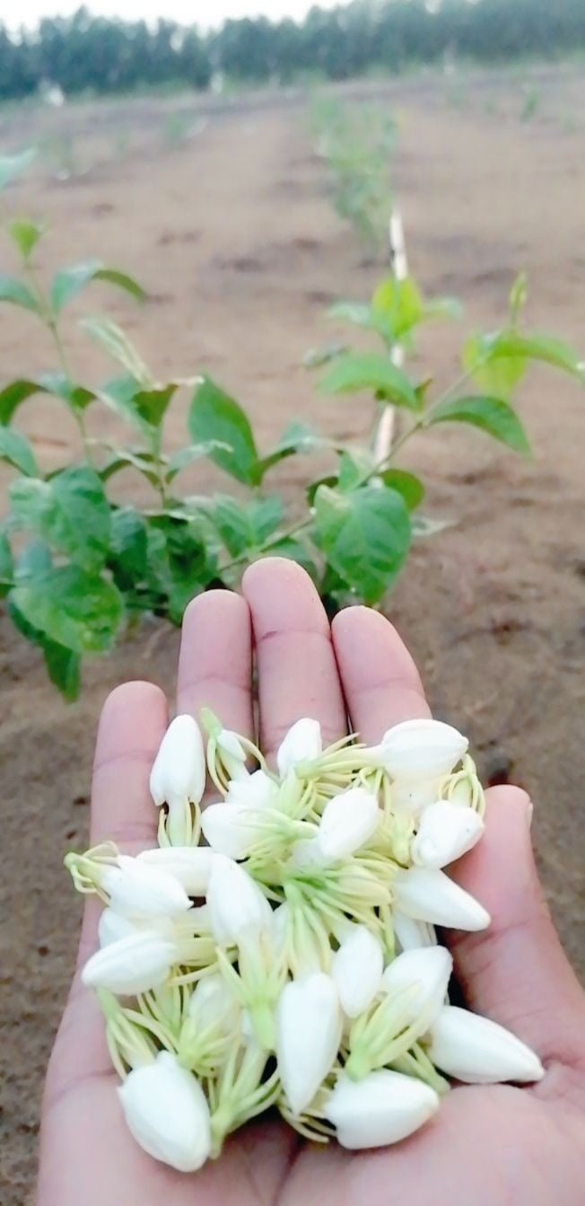 اصيل العبدالله