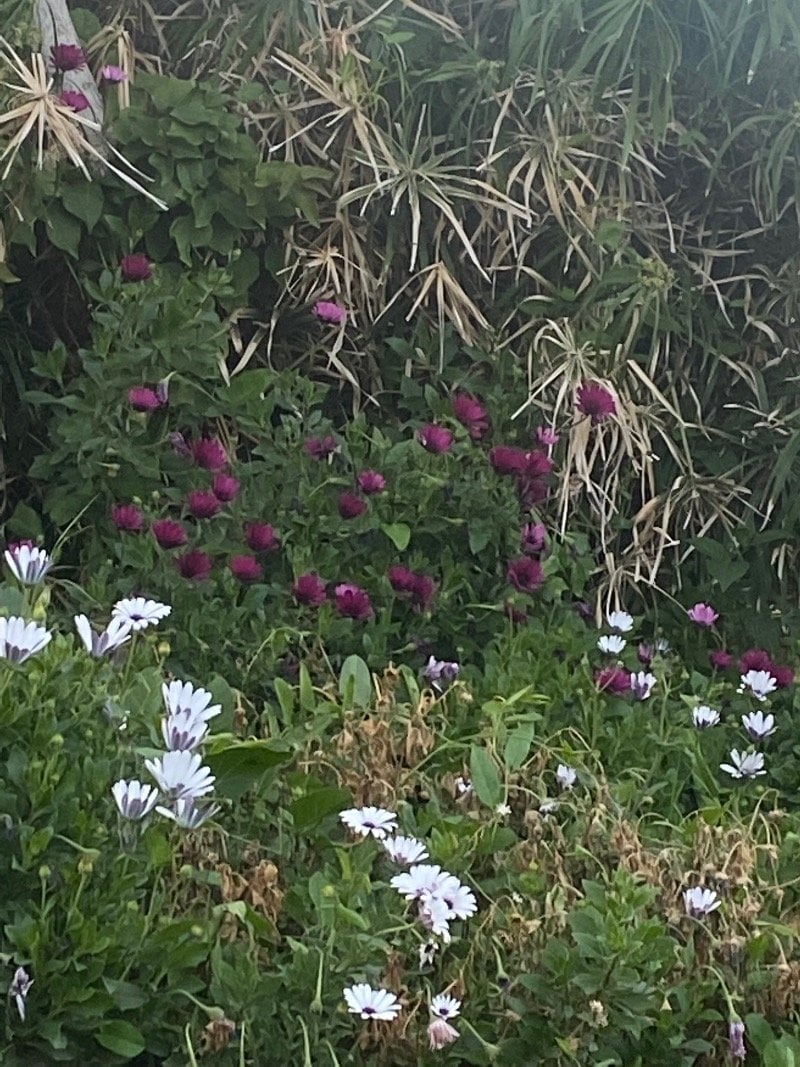 أمل مليباري