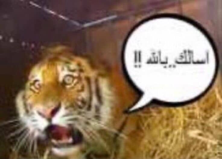متعب سلمان