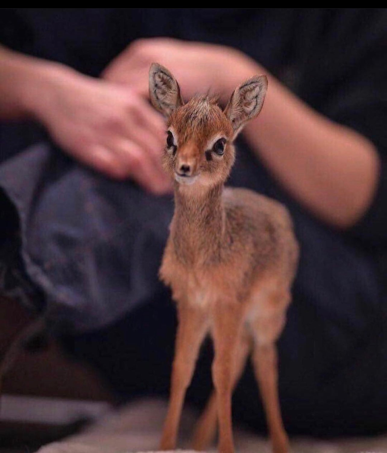 امجاد الشمري