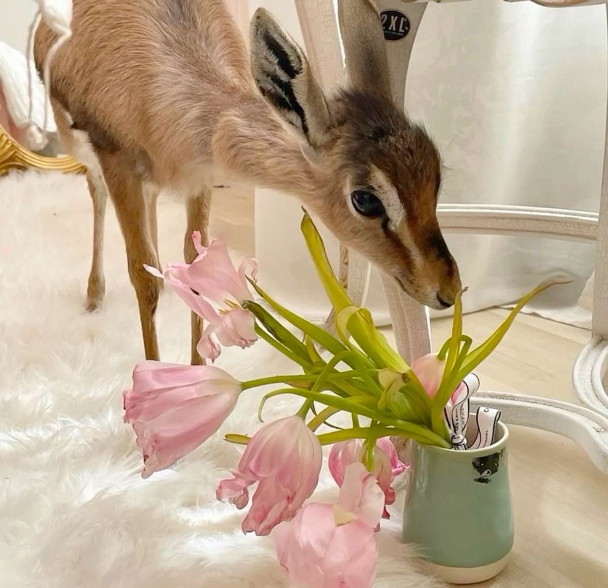 وفاء الراشدي