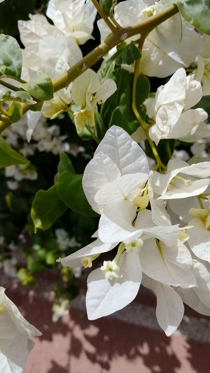 نوراة العتيبي
