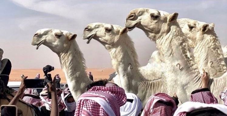 ماجد الدوسري