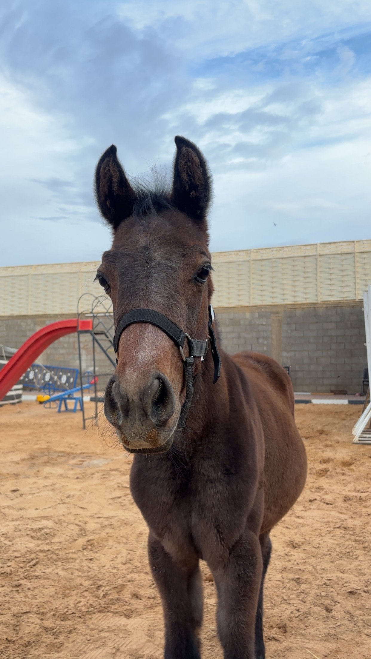 ليلى الياسين