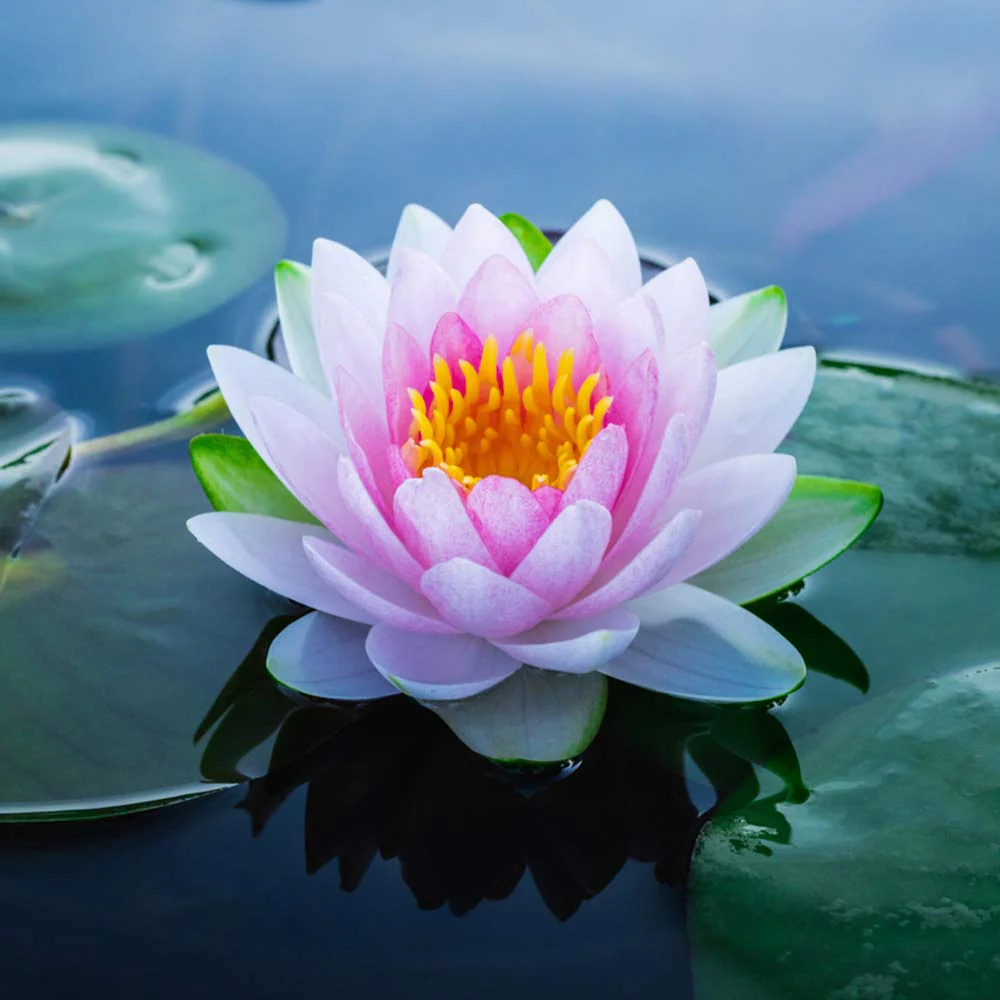 أمل عبدالله