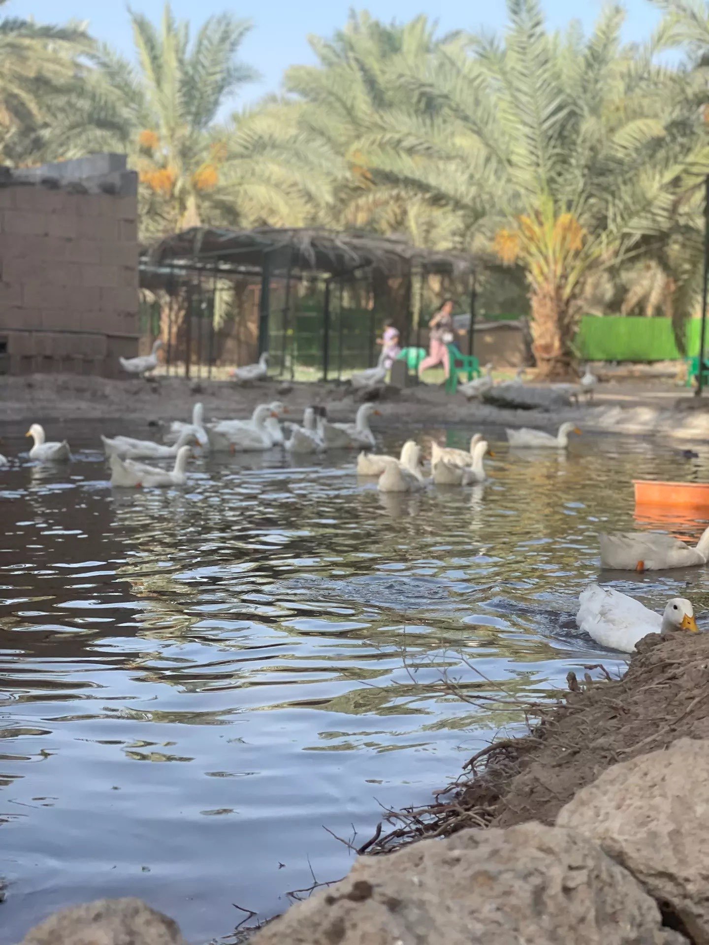 باسل اليهري اليافعي