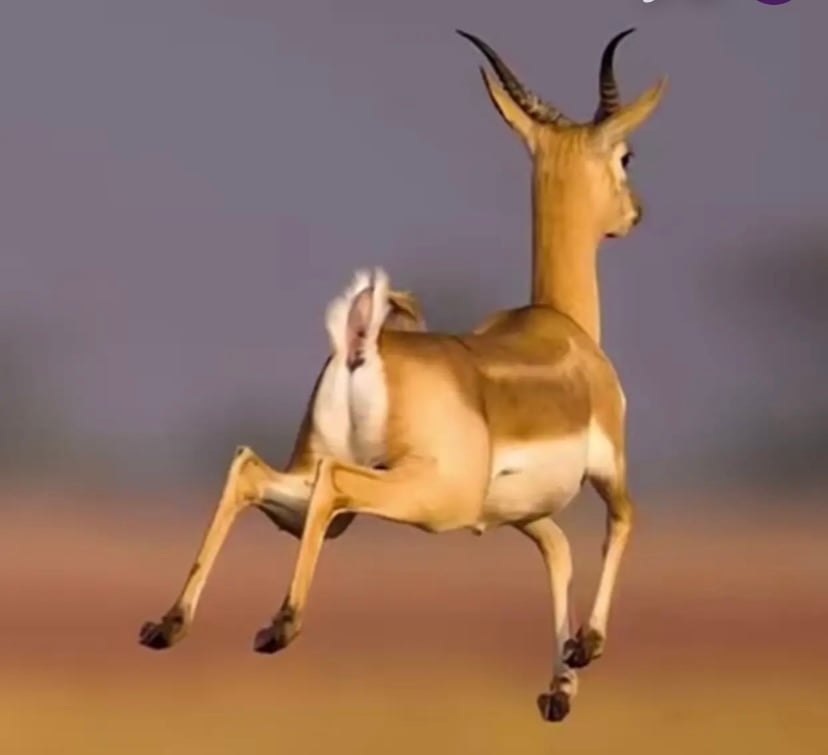 طارف الكبيدان