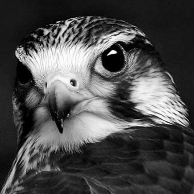 عبدالعزيز علي