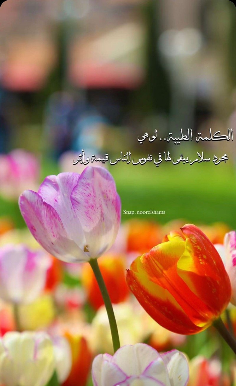 حنان ناصر سنوسي