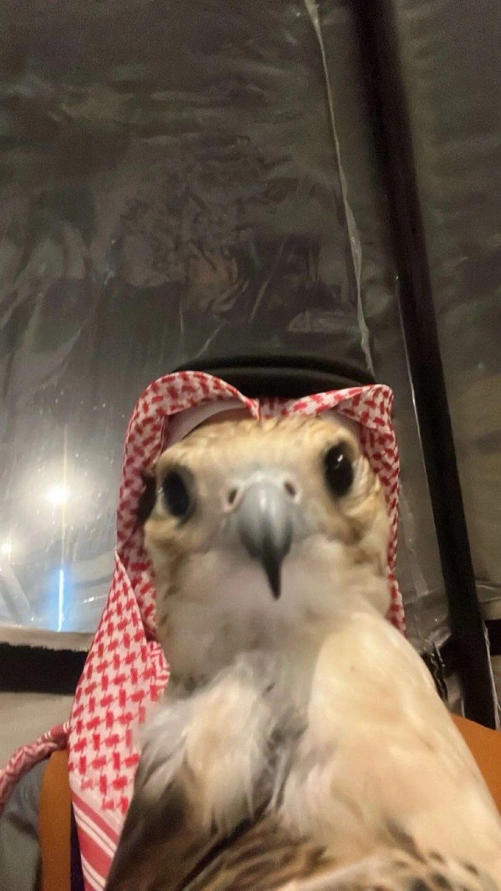 احمد الخالدي