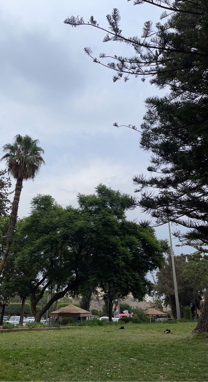 علياء الغامدي