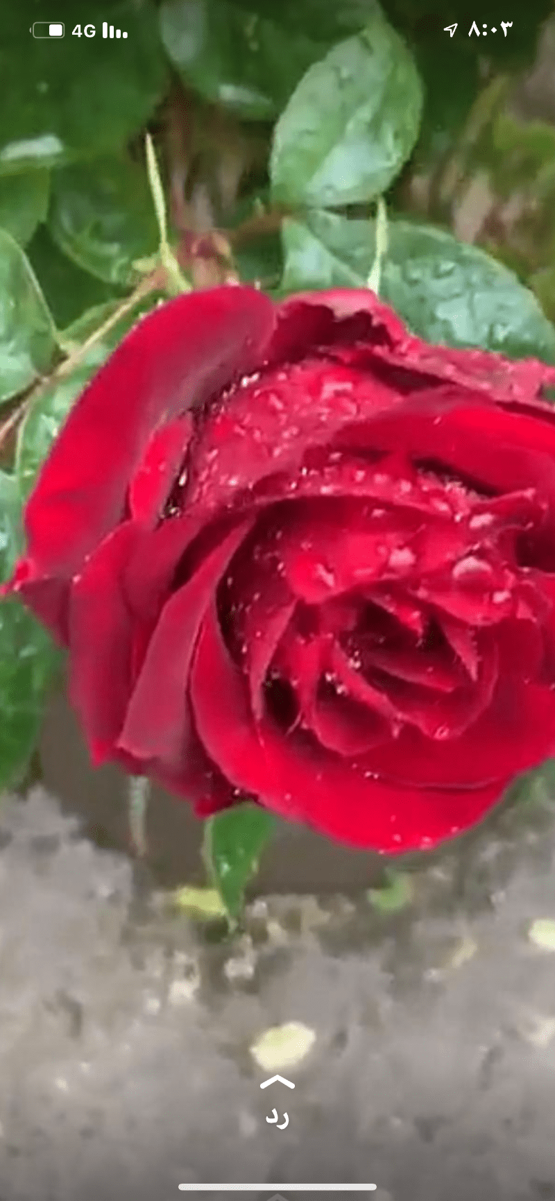 مزنه سالم اشمري