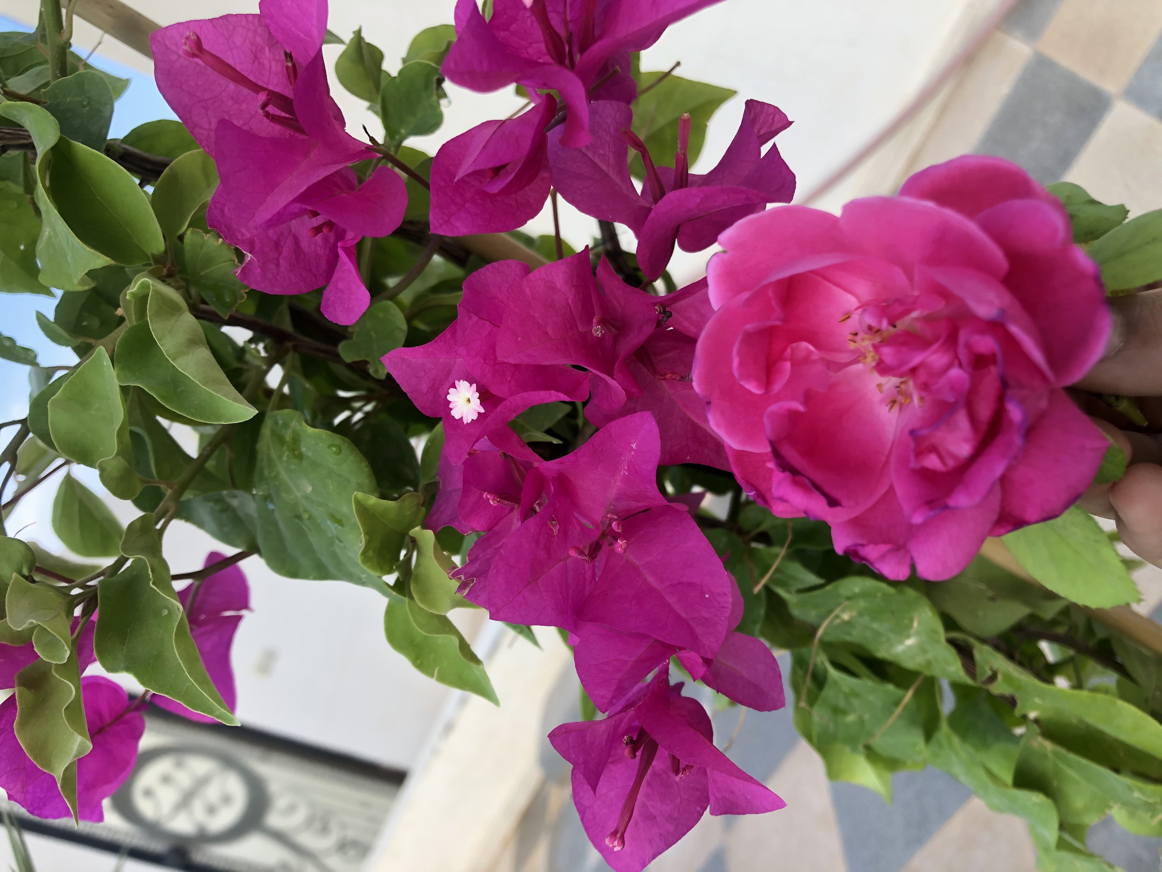 نشميه الرويلي