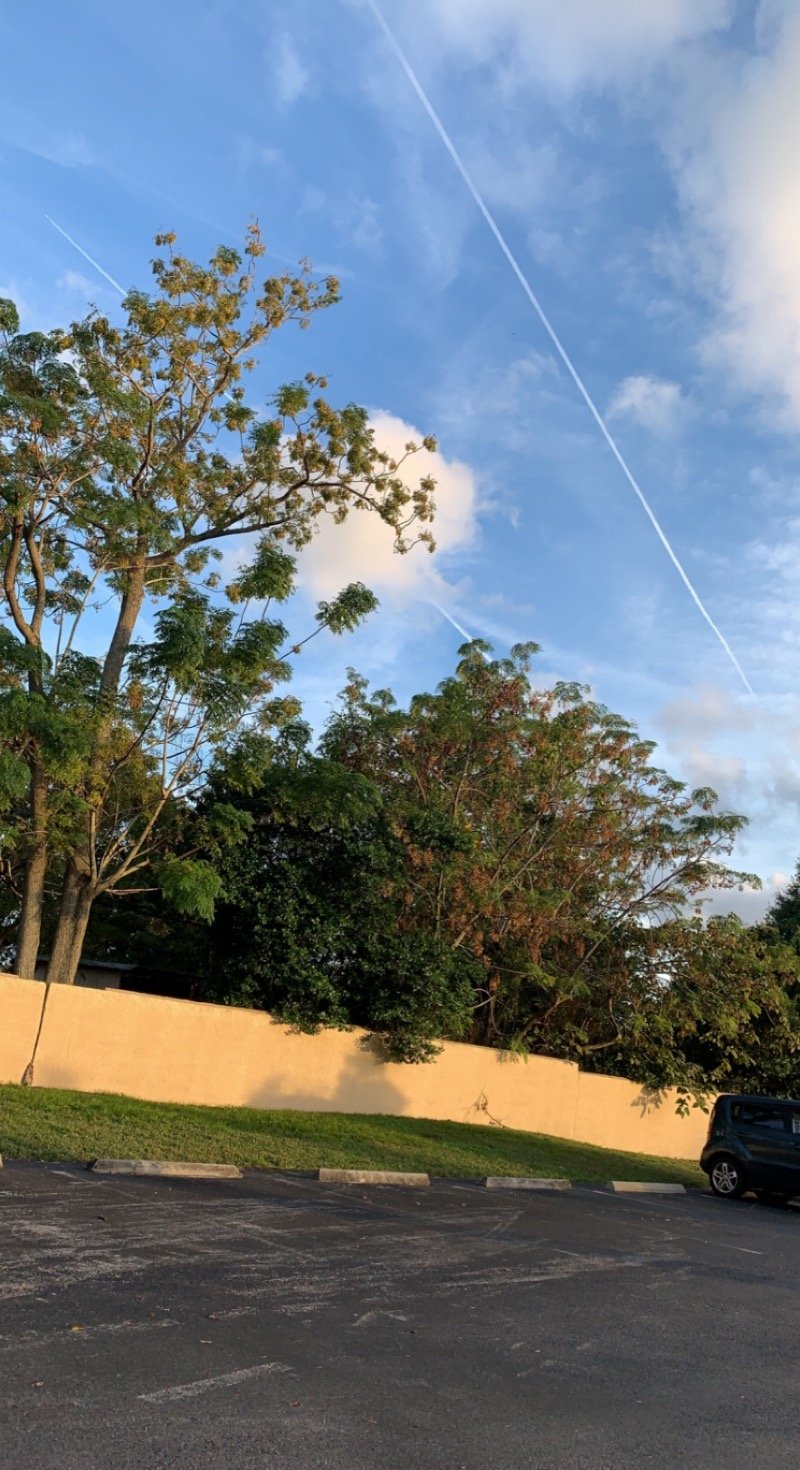 تقوى اليامي