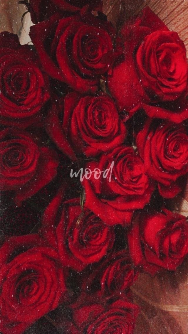 منيره السبيعي