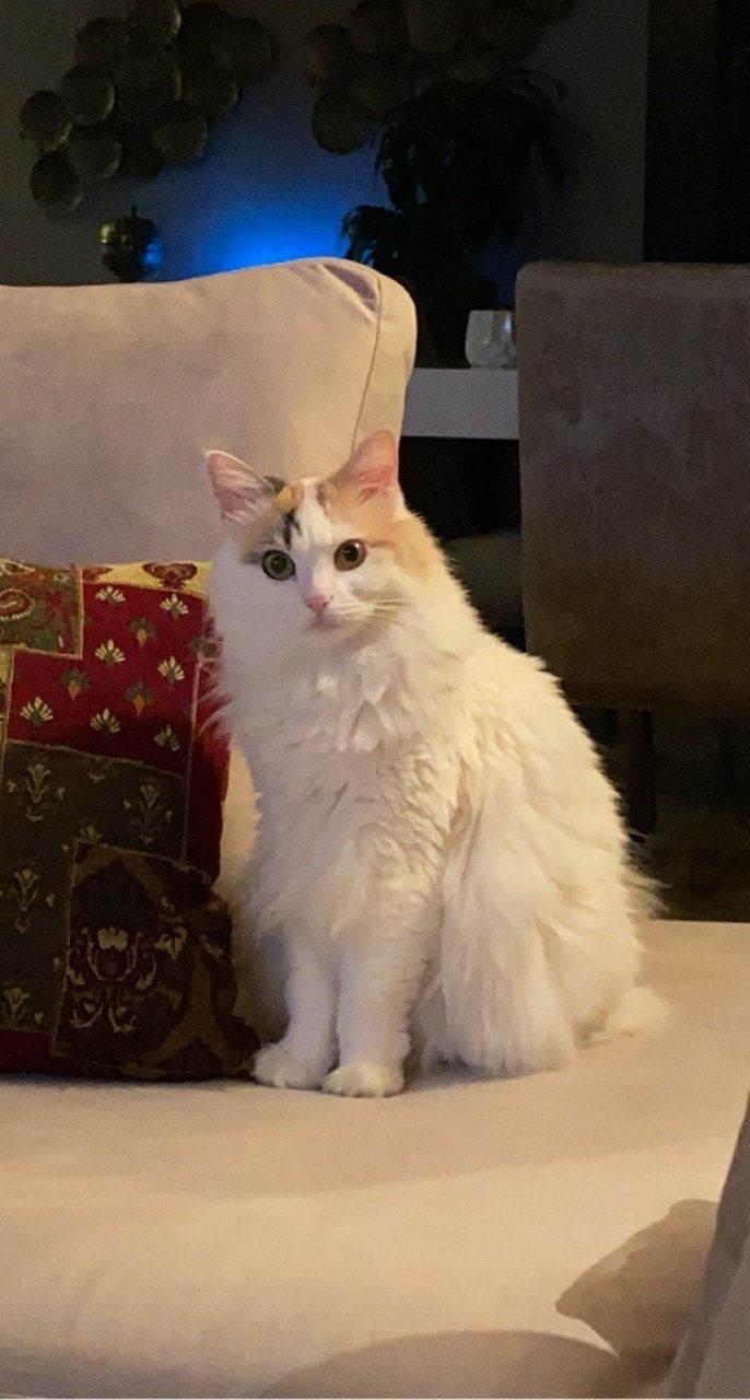 ريناد خالد