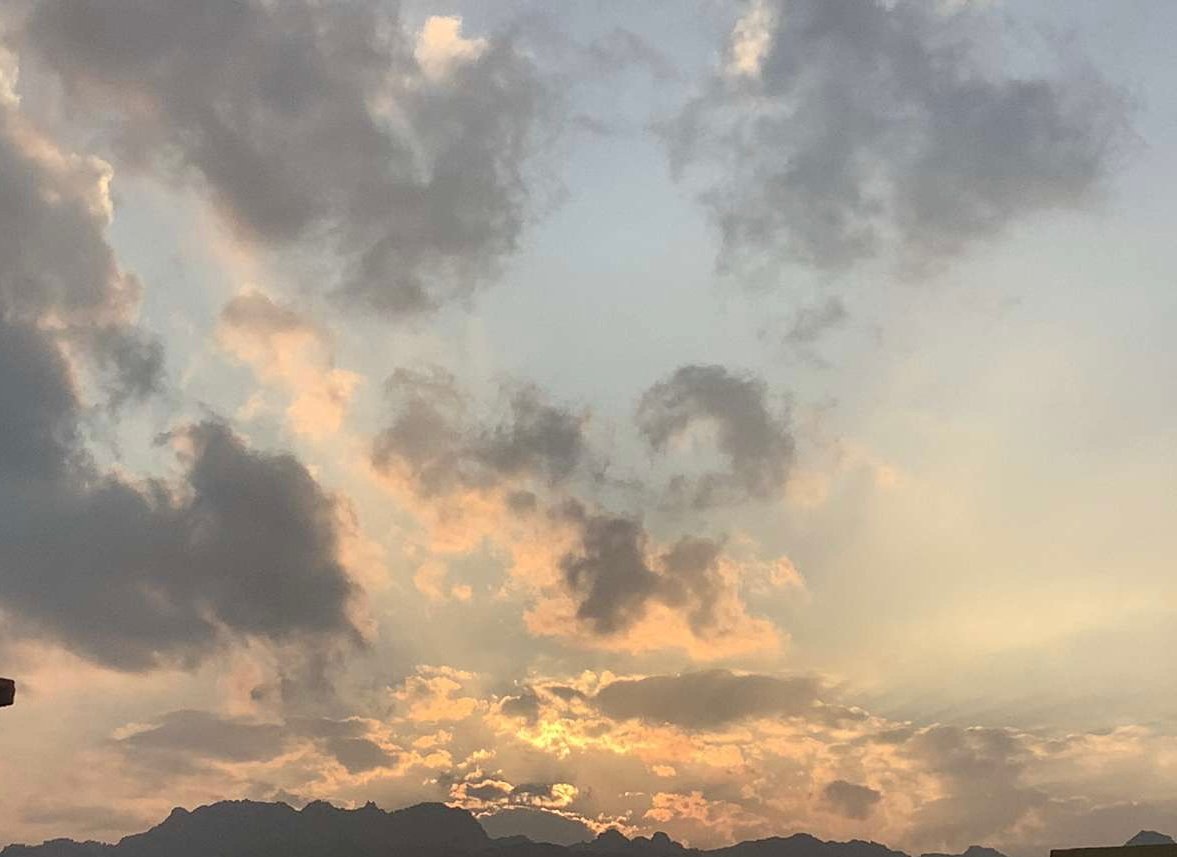 دانه الشمري