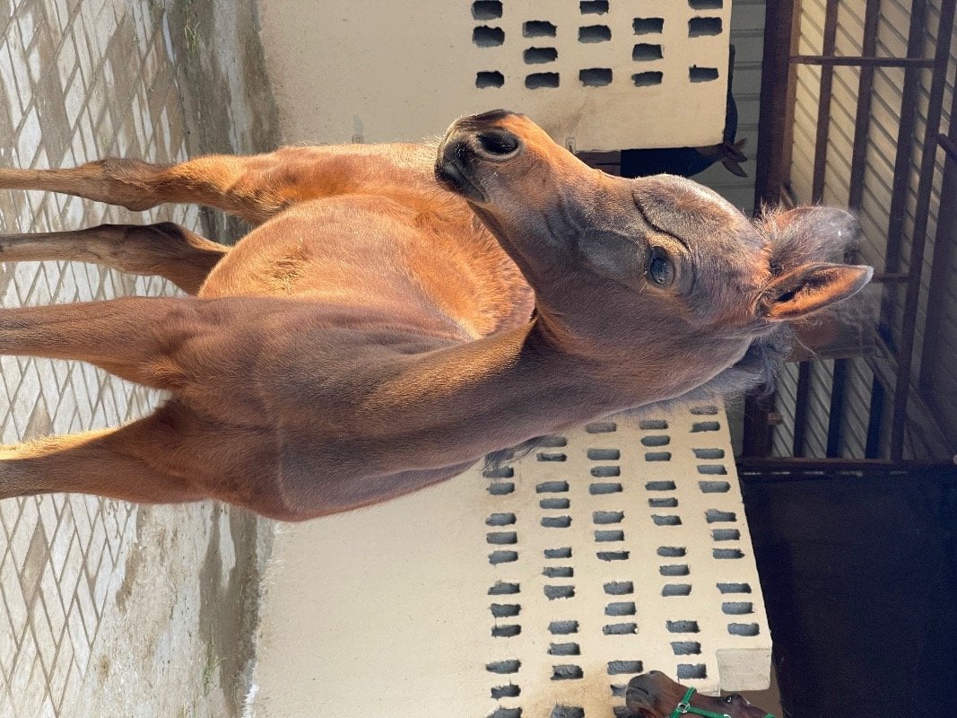 فيصل ا