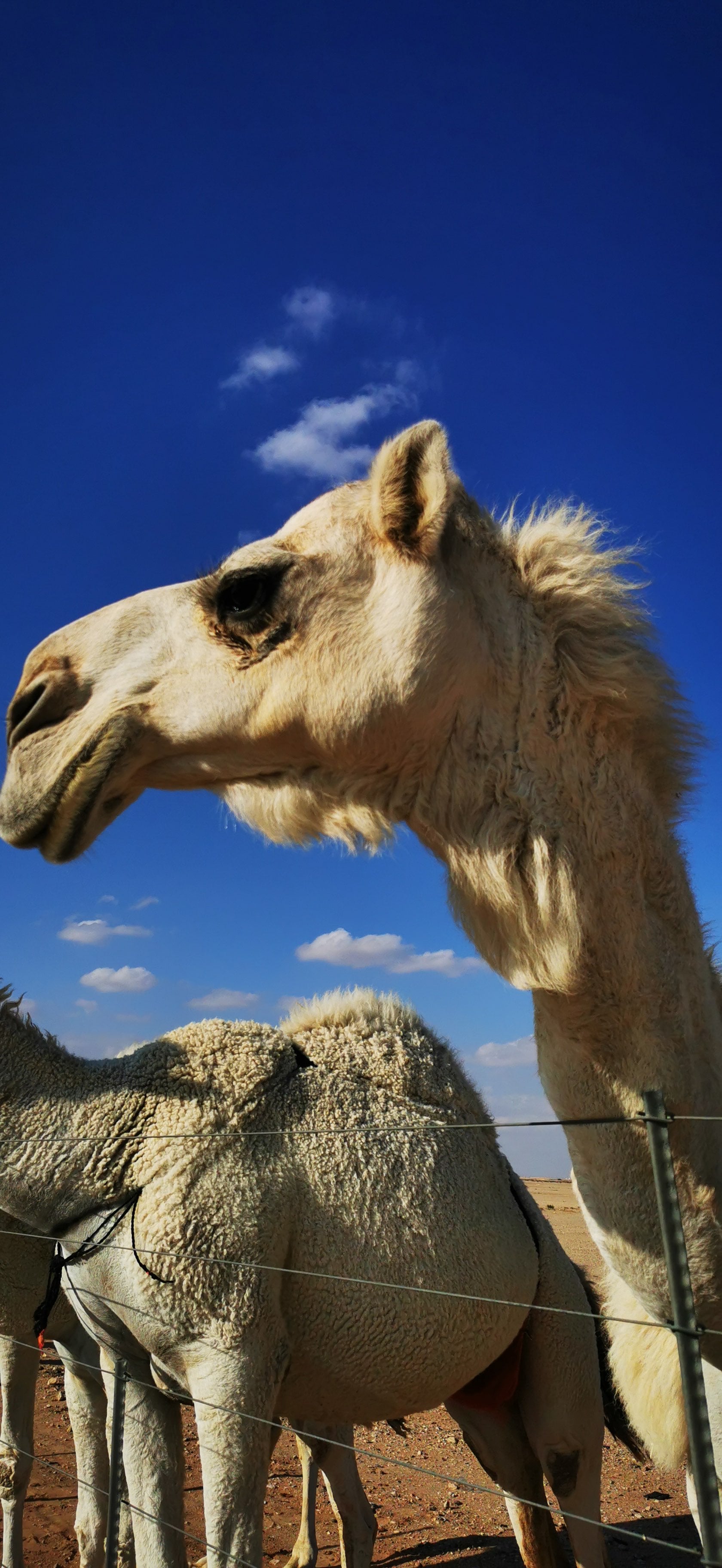 محمد المنيع