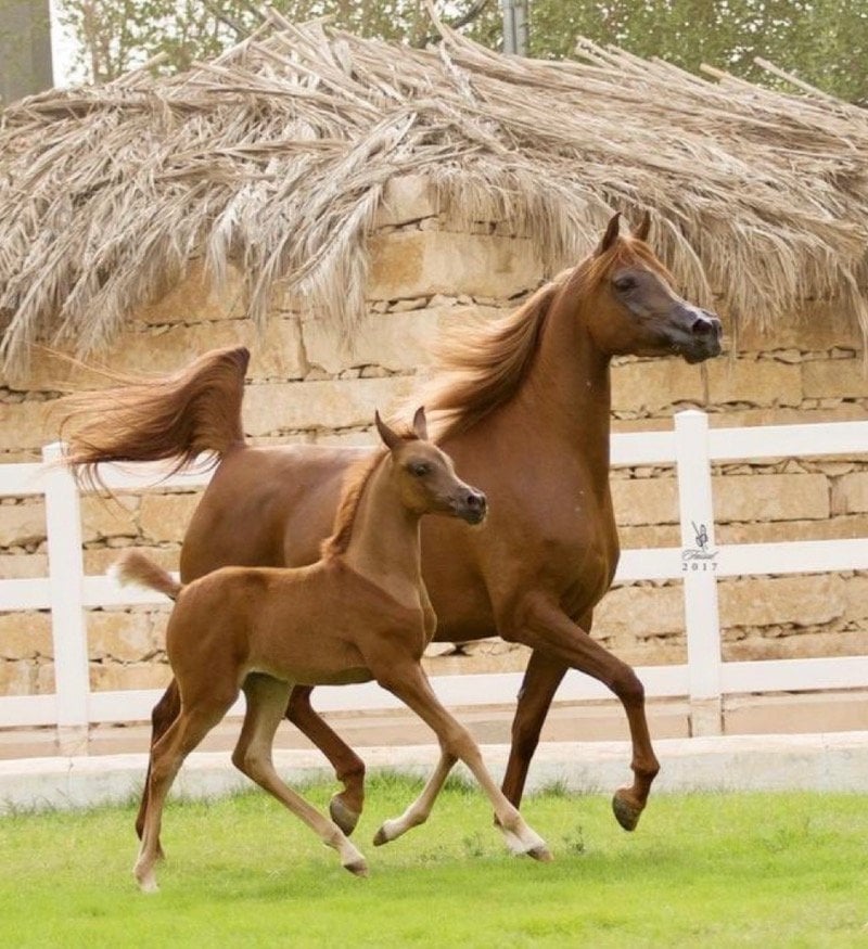 abdullellah9 التويجري