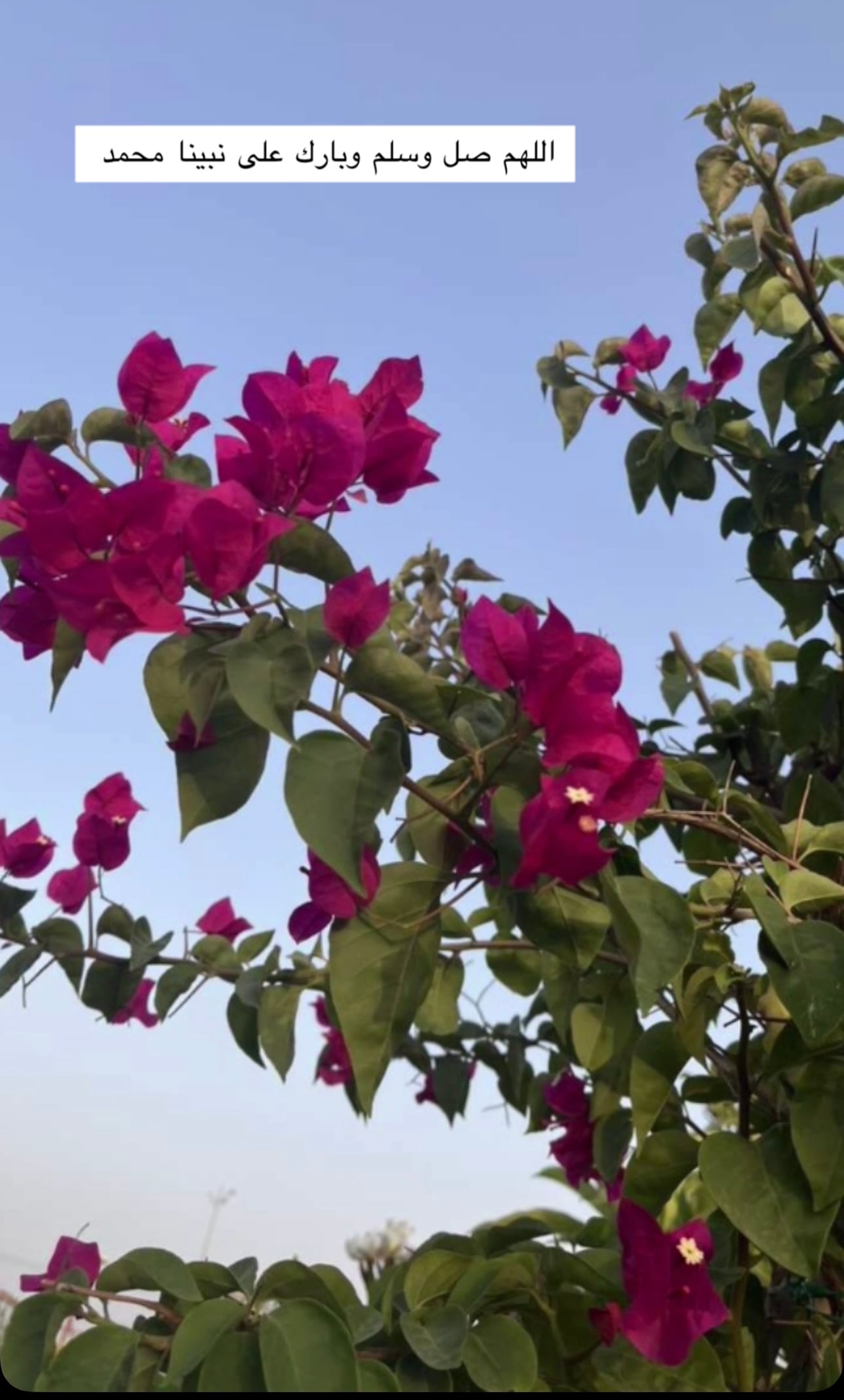 هيا القحطاني