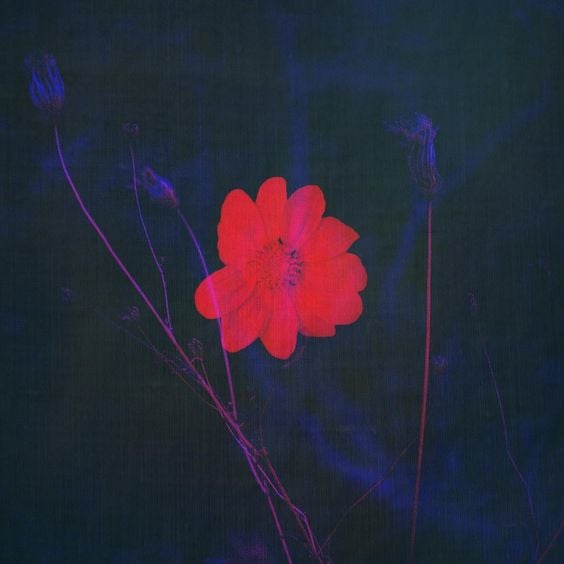 محمد الشهري