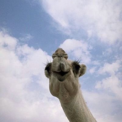 رغــيّـد العتيبي