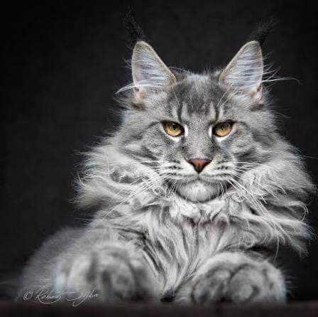 موضي العبدالواحد