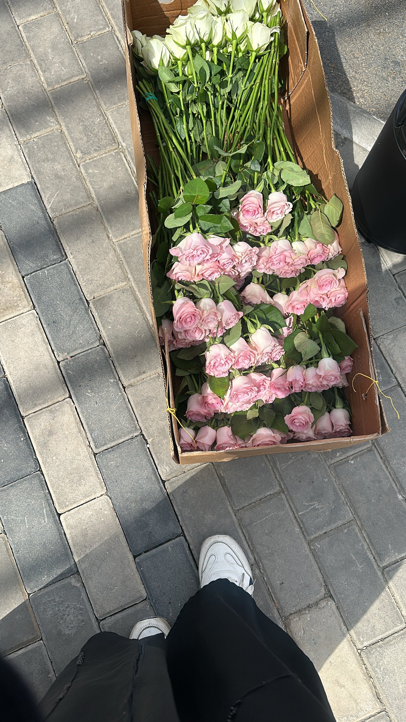 شروق عبدالله