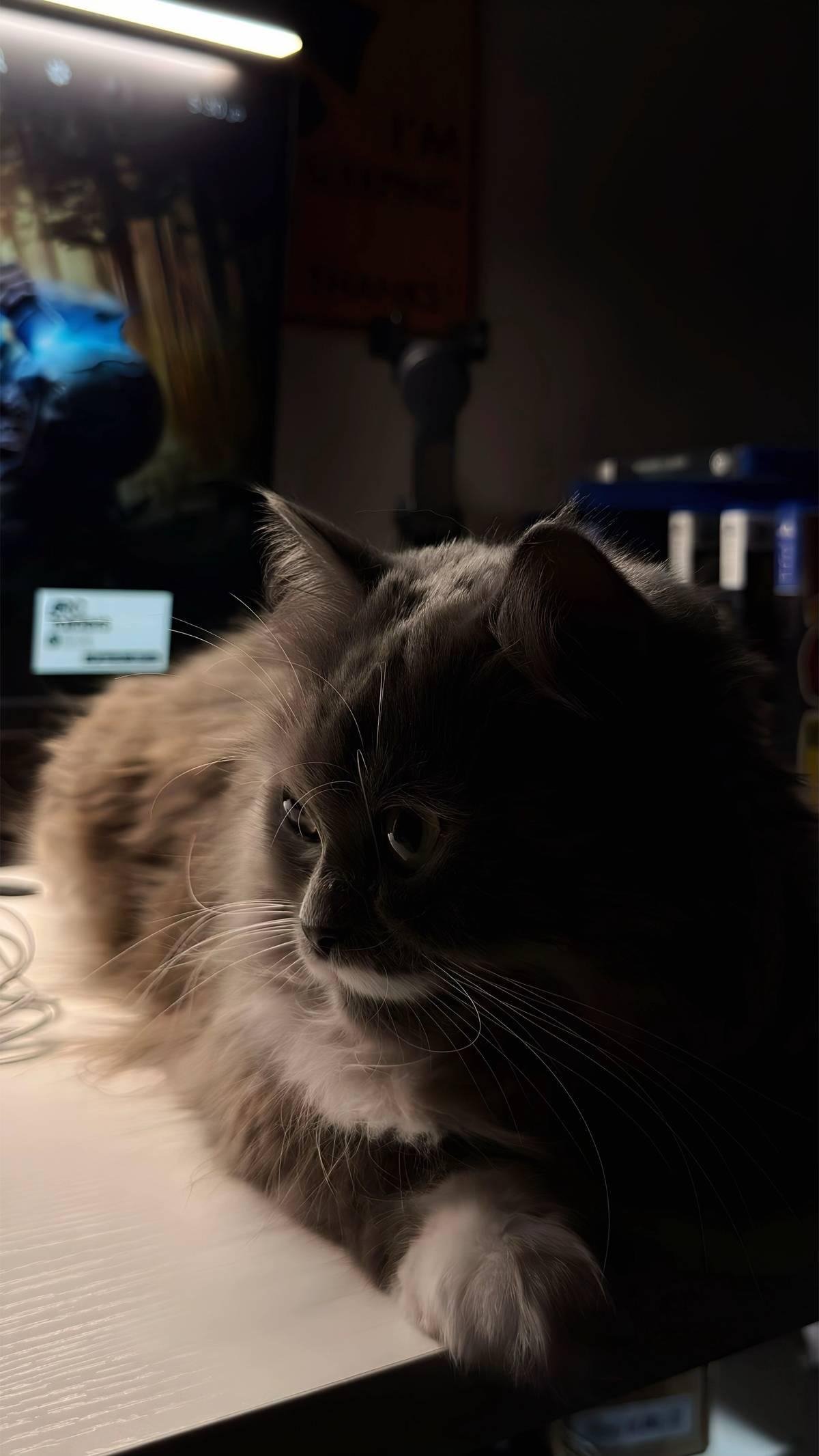 فاطمة القرني