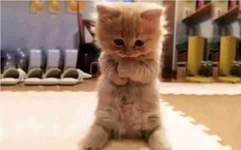 سالي عادل فؤاد