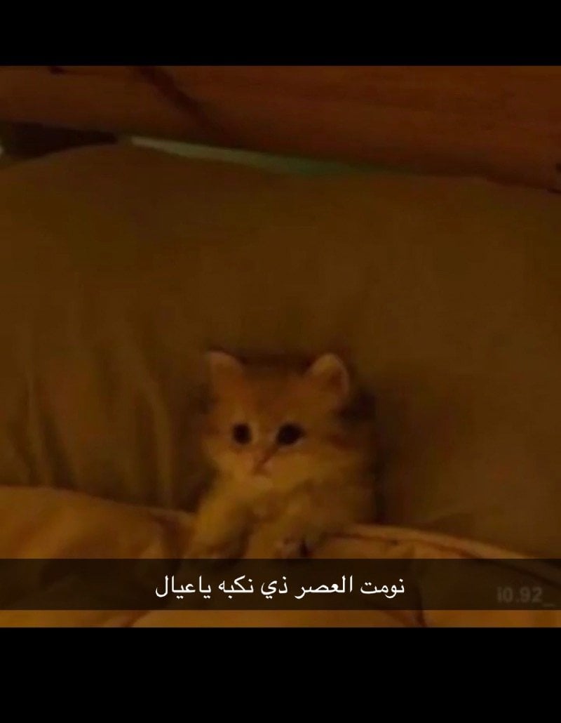ريان الشهري