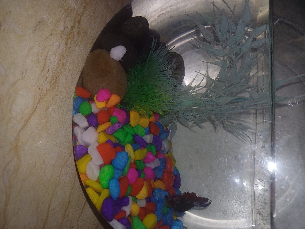 شاهيناز كباشي