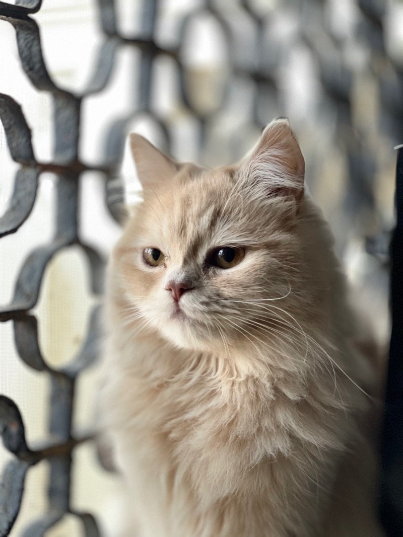 عواطف الزهراني