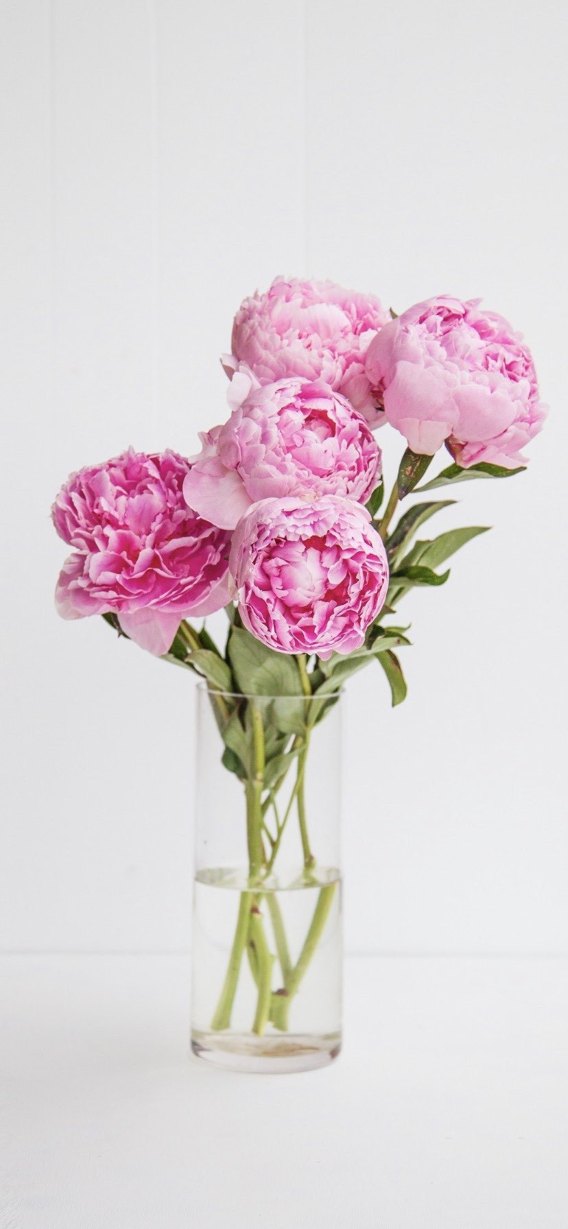 أشواق سليمان