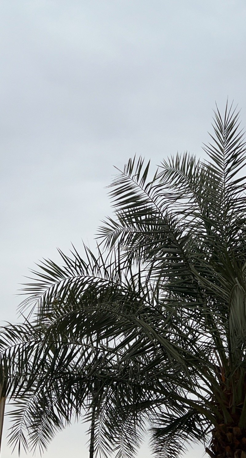 عبير العتيبي