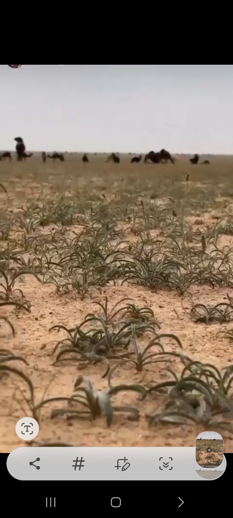 فرج 