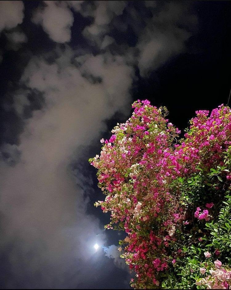 منال الفيفي