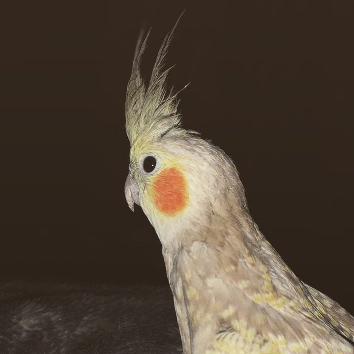 امجاد محبوب