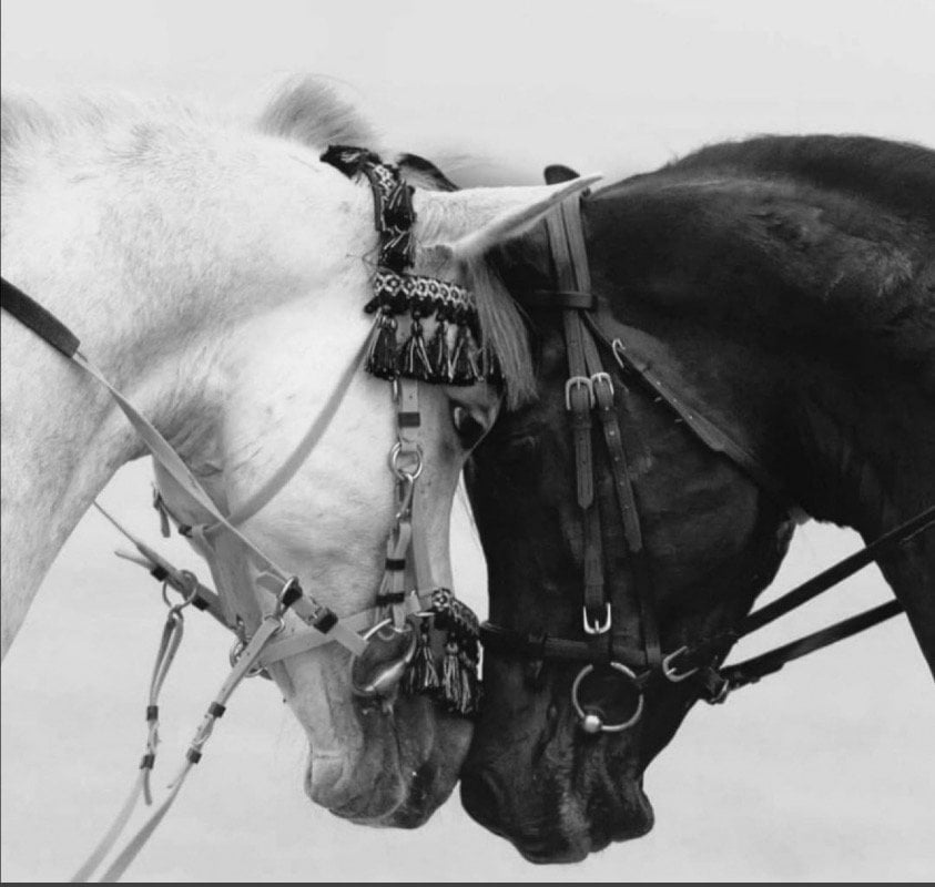 نوف الدوسري