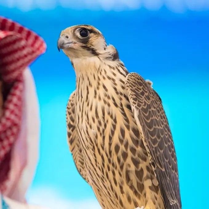 بندر المالكي