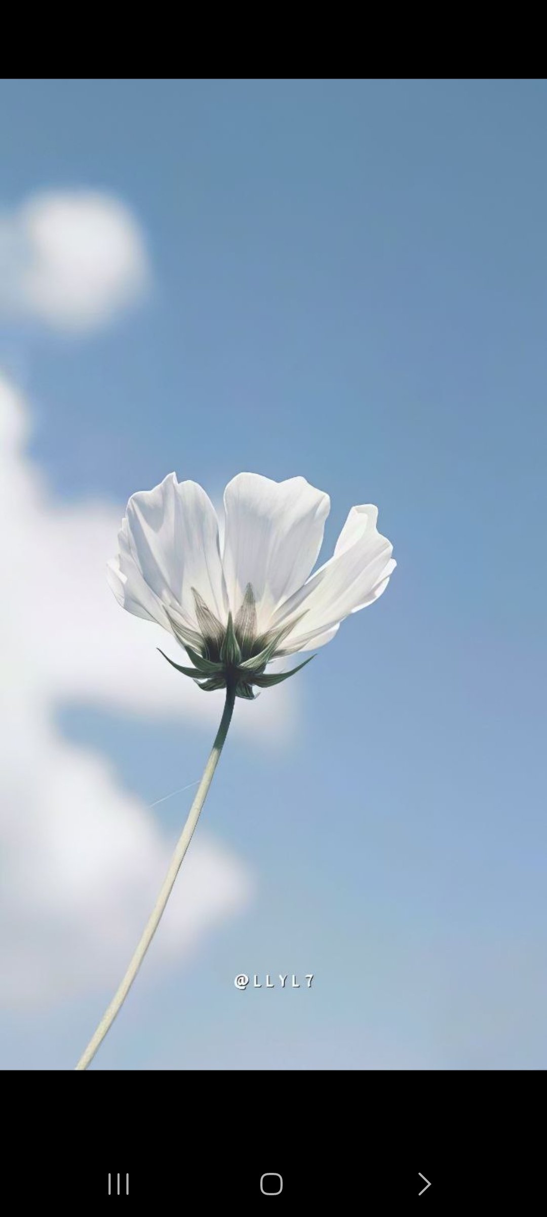 وردة باكوبن