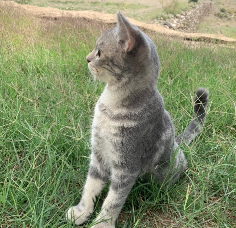 يوسف المخلفي