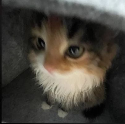 رزان الحربي