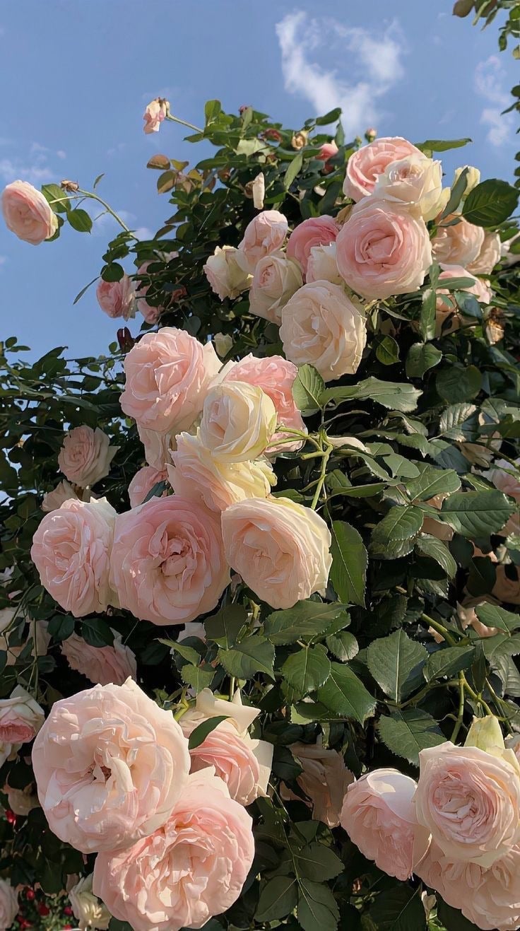 نوره التيماني