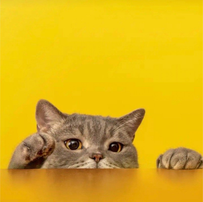 الدكتوره أسماء