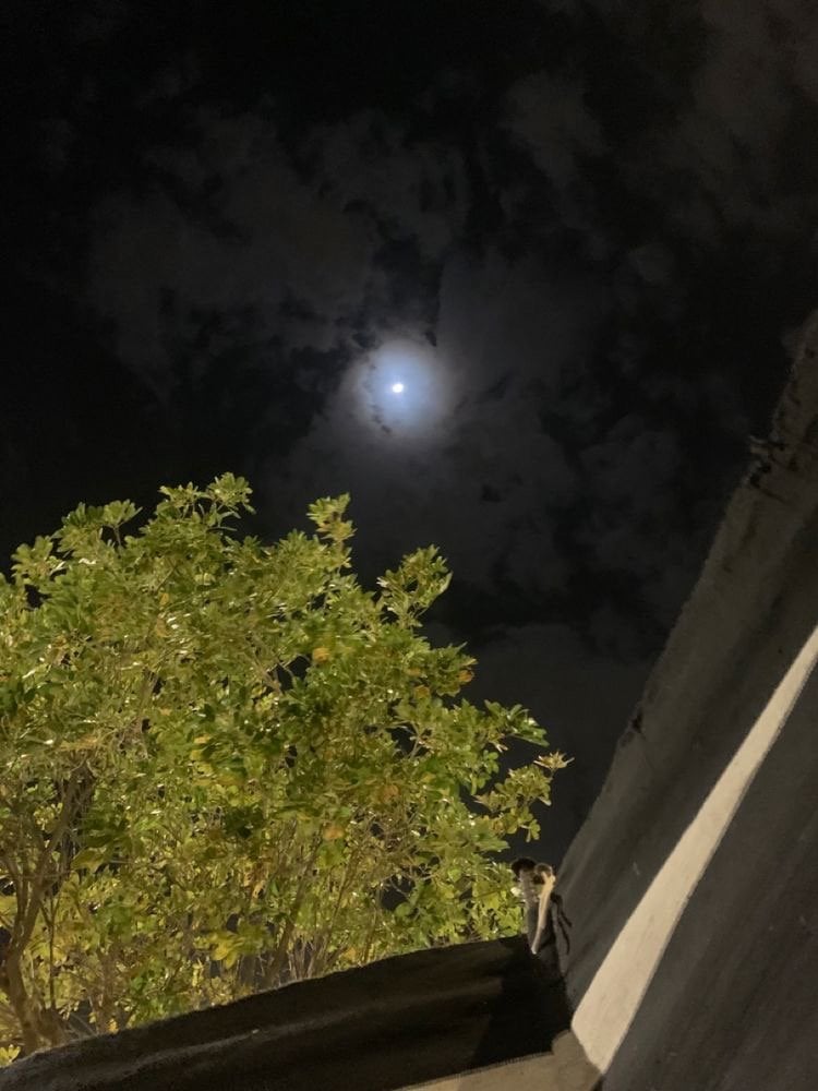 ريوف العتيبي