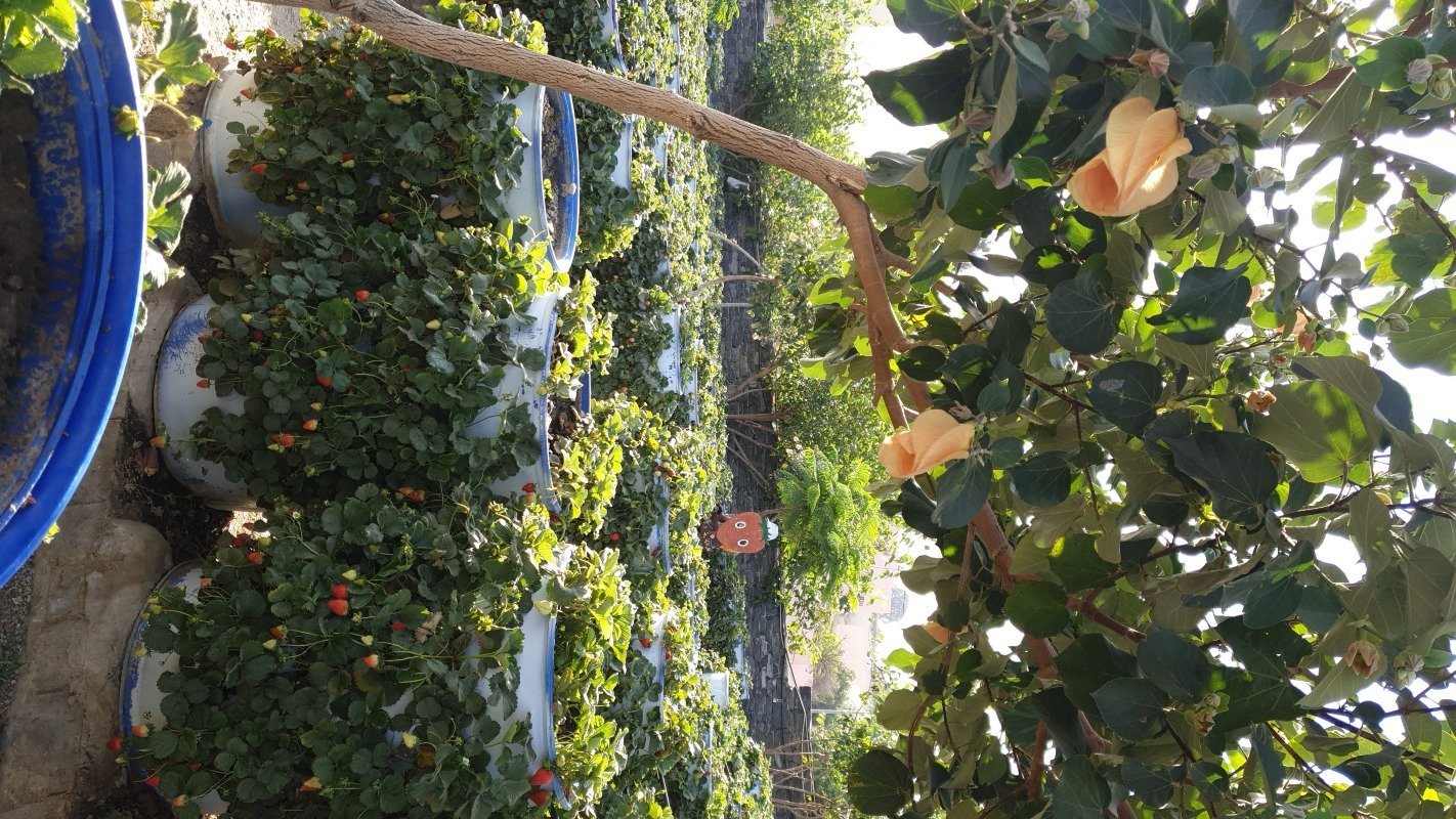 Hassan mahdi alsaqoor