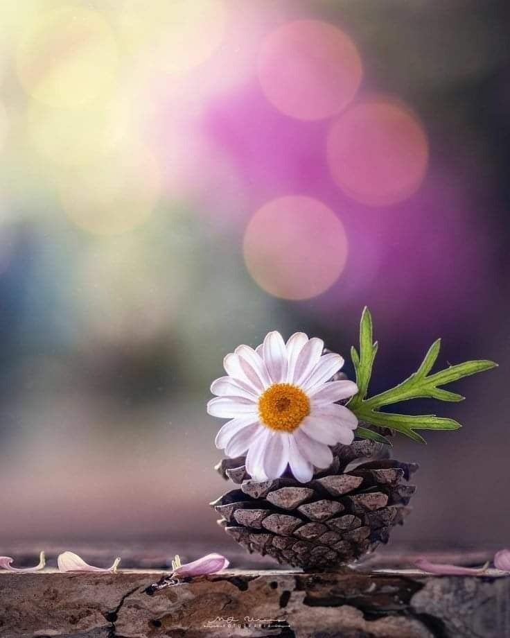 هاجر العبادي